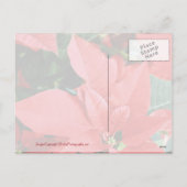 明るい赤のクリスマスポインセチア シーズンポストカード (裏面)