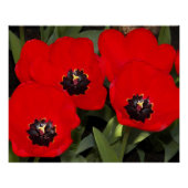 明るい赤のチューリップフローラ写真用光沢 ポスター (正面)