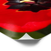 明るい赤のチューリップフローラ写真用光沢 ポスター (コーナー)