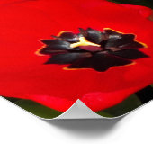 明るい赤のチューリップフローラ写真 ポスター (角)