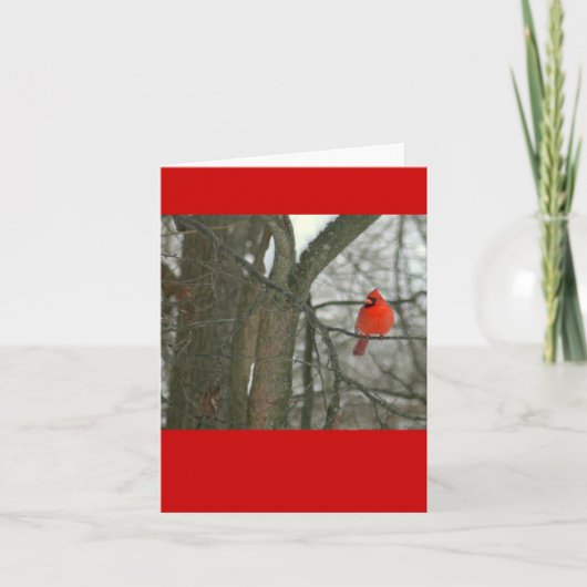 明るい赤の（鳥）ショウジョウコウカンチョウオンツリーブランチ（写真） カード (正面)