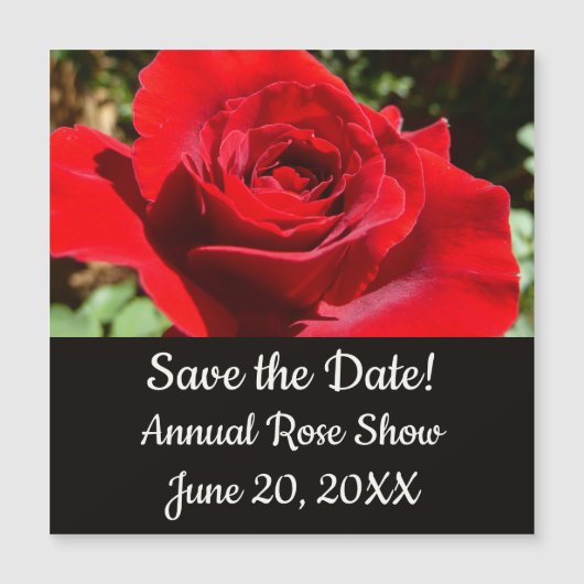 明るい赤バラ花美しいフローラ (正面)