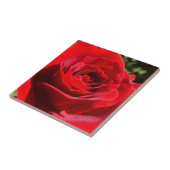 明るい赤バラ花美しいフローラ タイル (側面)