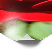 明るい赤バラ花美しいフローラ フォトプリント            (角)