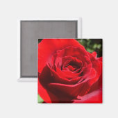 明るい赤バラ花美しいフローラ マグネット (正面/裏面)