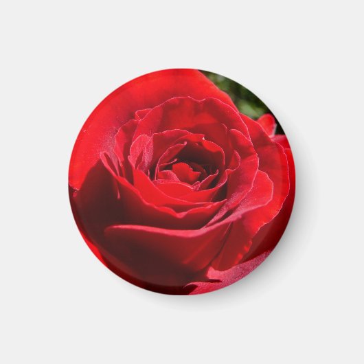 明るい赤バラ花美しいフローラ マグネット (正面)