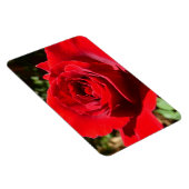 明るい赤バラ花美しいフローラ マグネット (右側)