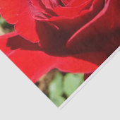 明るい赤バラ花美しいフローラ 薄葉紙 (詳細)