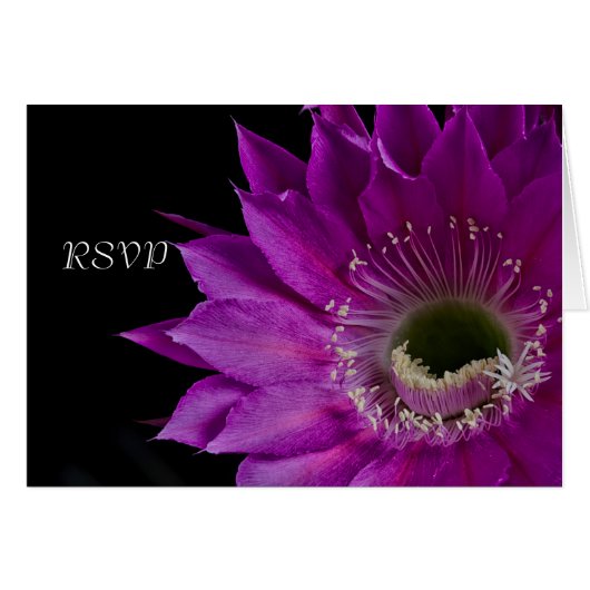 明るい赤紫色サボテン花RSVP (正面横)