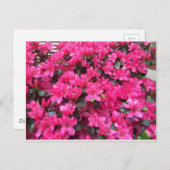 明るい赤紫色ツツジ ポストカード (正面/裏面)