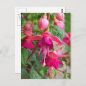 明るい赤紫色ポーラジェーン ポストカード (正面/裏面)