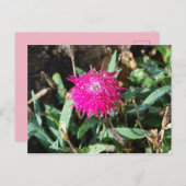 明るい赤紫色花写真はがき ポストカード (正面/裏面)