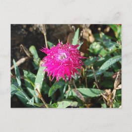 明るい赤紫色花写真はがき ポストカード