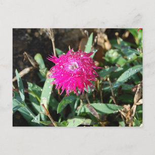 明るい赤紫色花写真はがき ポストカード