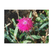 明るい赤紫色花写真はがき