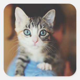 明るい青い瞳の子猫 スクエアシール