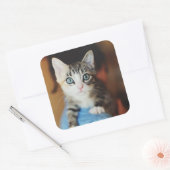 明るい青の目をした子猫 スクエアシール (封筒)