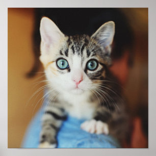 明るい青の目をした子猫 ポスター