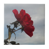 明るい青空に赤いバラ タイル (正面)