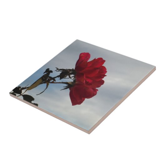 明るい青空に赤いバラ タイル (側面)