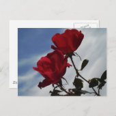 明るい青空に赤いバラ ポストカード (正面/裏面)