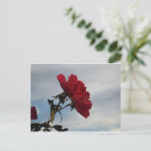 明るい青空に赤いバラ ポストカード (スタンド正面)