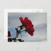 明るい青空に赤いバラ ポストカード (正面/裏面)