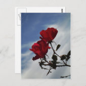 明るい青空に赤いバラ ポストカード (正面/裏面)