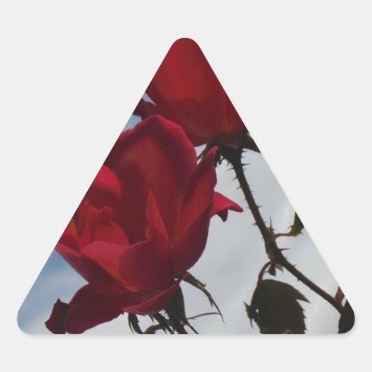 明るい青空に赤いバラ 三角形シール (正面)