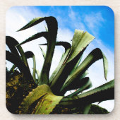 明るい青空を持つ緑のアロエ植物 コースター (正面)