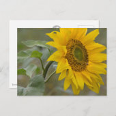 明るい黄色のひまわりクローズアップ写真CC0019 ポストカード (正面/裏面)