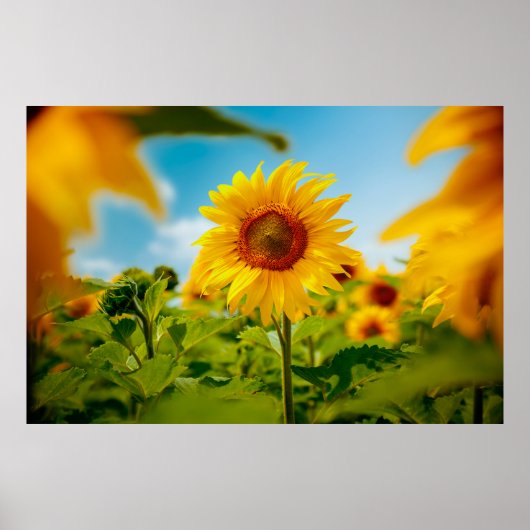 明るい黄色のひまわり色の魅力的なフィールド ポスター (正面)