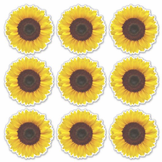 明るい黄色のひまわり花キスカットビニールシール シール (正面)