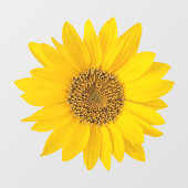 明るい黄色のひまわり ウィンドウサイン (シート)