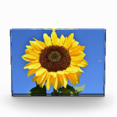明るい黄色のひまわり フォトブロック (正面)