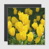 明るい黄色のチューリップのフィールド (正面/裏面)