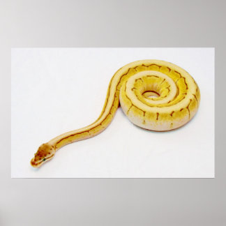 明るい黄色のボールPython ポスター