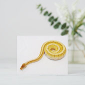 明るい黄色のボールPython ポストカード (スタンド正面)