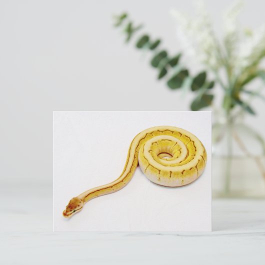 明るい黄色のボールPython ポストカード (スタンド正面)