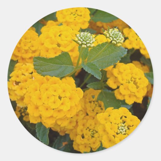 明るい黄色のランタナの花が咲いて華やか ラウンドシール (正面)