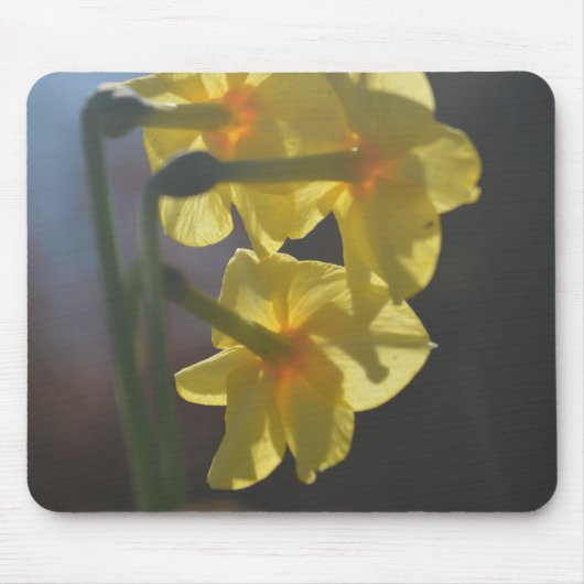 明るい黄色の水仙の花 マウスパッド (正面)
