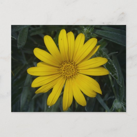 明るい黄色 ポストカード (正面)