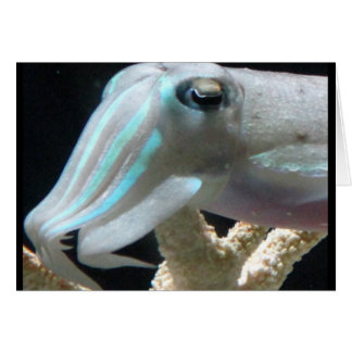 明るいCuttlefish