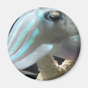 明るいCuttlefish マグネット