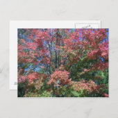 明るかわいらしい紅葉の木と葉 ポストカード (正面/裏面)