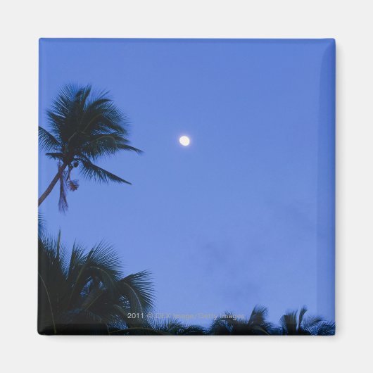 明るく照らされた月、ヤシの木のシルエット マグネット (正面)
