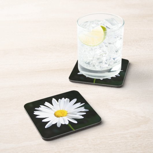 明るく白いShastaデイジーのコースターは(6)を置きました コースター (右側)