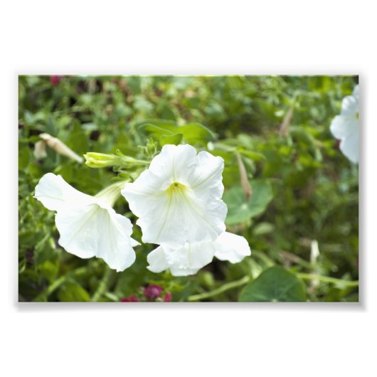 明るさの純度 フォトプリント            (正面)