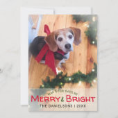 『明るメリーいビーグルの犬赤いおじぎ写真クリスマス』 シーズンカード (正面)