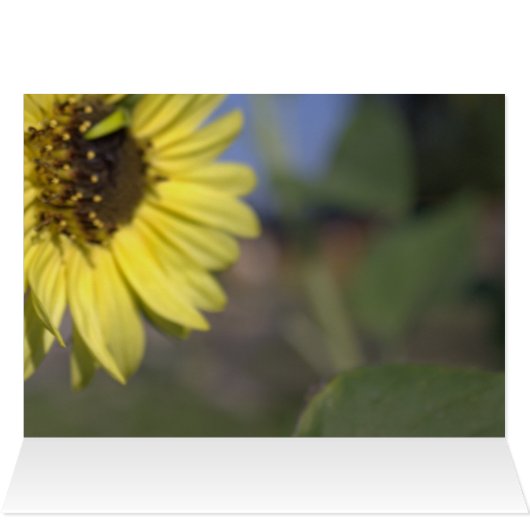 明エレガントるい夏の黄色のひまわり感謝していは (内部横(上))